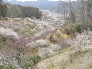 3月17日の青梅市「梅の公園」 3月17日の青梅市「梅の公園」